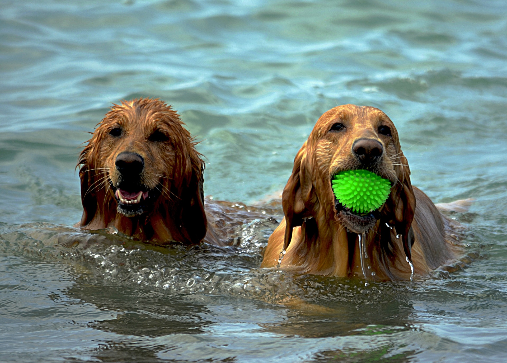 You are currently viewing How to do Barcelona with a Dog